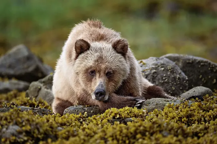 Framed Print : A female grizzly bear lies in the kelp at low tide in the Khtuzeymateen Grizzly Bear Sanctuary, Canada Framed Print : A female grizzly bear lies in the kelp at low tide in the Khtuzeymateen Grizzly Bear Sanctuary, Canada