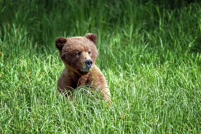 Framed Print : A female grizzly bear sitting eating sedge grass in the Khutzeymateen Grizzly Bear Sanctuary Framed Print : A female grizzly bear sitting eating sedge grass in the Khutzeymateen Grizzly Bear Sanctuary