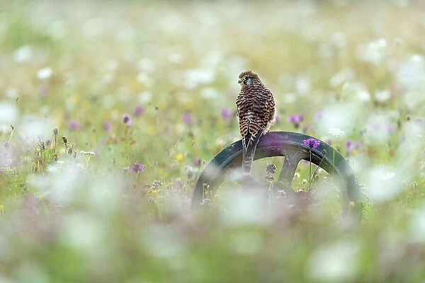 Female Kestrel (Falco tinnculus) (C) perched on old wheel, Andover, Hampshire, England, UK