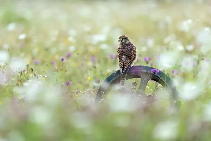 Framed Print : Female Kestrel (Falco tinnculus) (C) perched on old wheel, Andover, Hampshire, England, UK Framed Print : Female Kestrel (Falco tinnculus) (C) perched on old wheel, Andover, Hampshire, England, UK