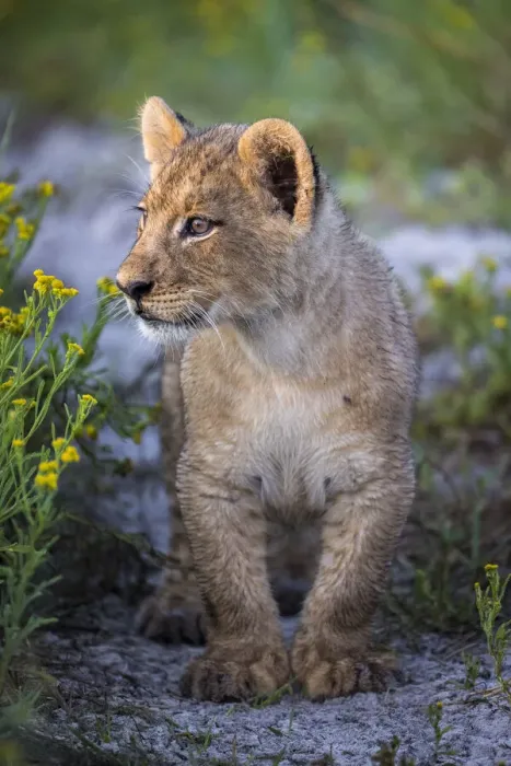 Framed Print : Female lion cub in grassland, Liuwa Plain National Park, Zambia Framed Print : Female lion cub in grassland, Liuwa Plain National Park, Zambia