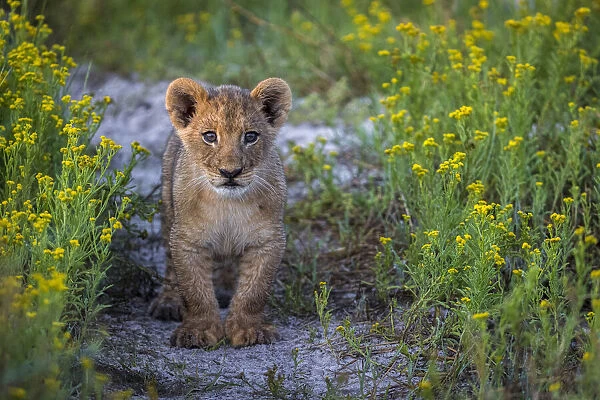 Female lion cub on track through wildflowers, Liuwa Plain National Park, Zambia
