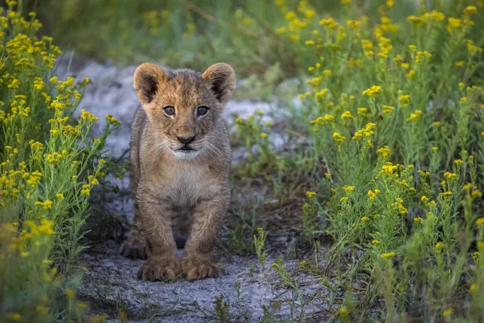 Framed Print : Female lion cub on track through wildflowers, Liuwa Plain National Park, Zambia Framed Print : Female lion cub on track through wildflowers, Liuwa Plain National Park, Zambia