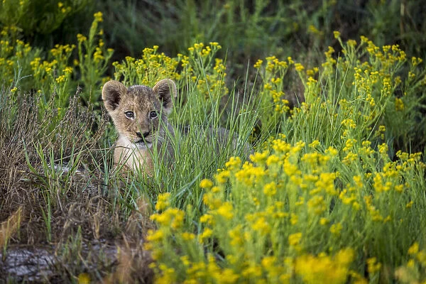 Female lion cub in wildflowers, Liuwa Plain National Park, Zambia