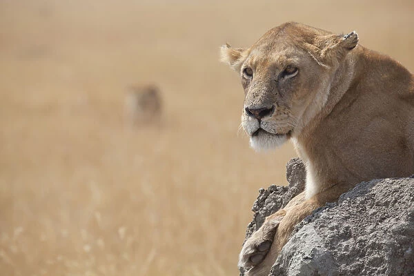 A female lion on the Serengeti in Tanzania