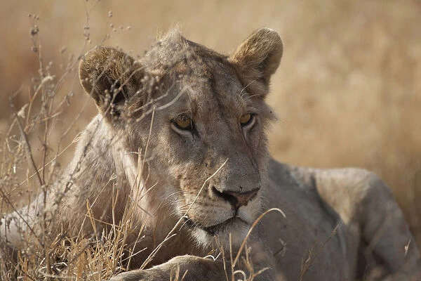A female lion on the Serengeti in Tanzania
