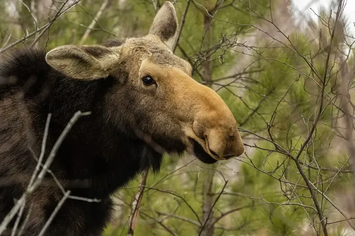 Framed Print : Female moose (Alces alces) in pine and birch woodlot eating twigs and pine needles in late winter. Greater Sudbury, Ontario, Canada Framed Print : Female moose (Alces alces) in pine and birch woodlot eating twigs and pine needles in late winter. Greater Sudbury, Ontario, Canada