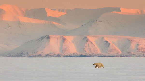 Female polar bear (ursus maritimus) in Billefjorden, in front of the ghost town of Pyramiden