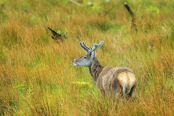 Female Red deer on grassland, Glencoe, Scottish Highlands, Scotland, UK