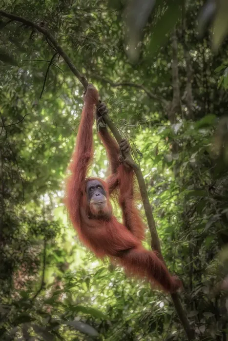 Framed Print : Female Sumatran Orangutan in Gunung Leuser National Par Framed Print : Female Sumatran Orangutan in Gunung Leuser National Par