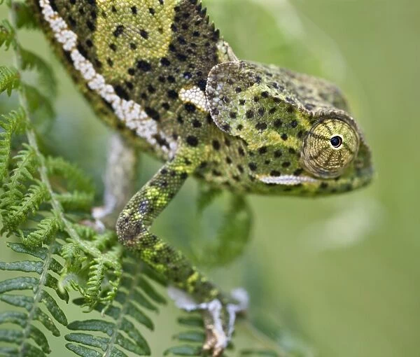 A female two-horned chameleon in the Amani Nature Reserve, a protected area of 8