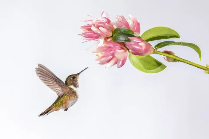 Framed Print : Female Volcano Hummingbird (Selasphorus flammula) feeding on Cavendishia flower in Framed Print : Female Volcano Hummingbird (Selasphorus flammula) feeding on Cavendishia flower in
