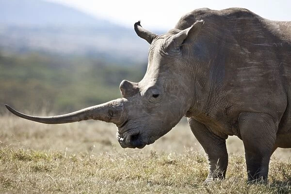 A female white rhino with a fine horn