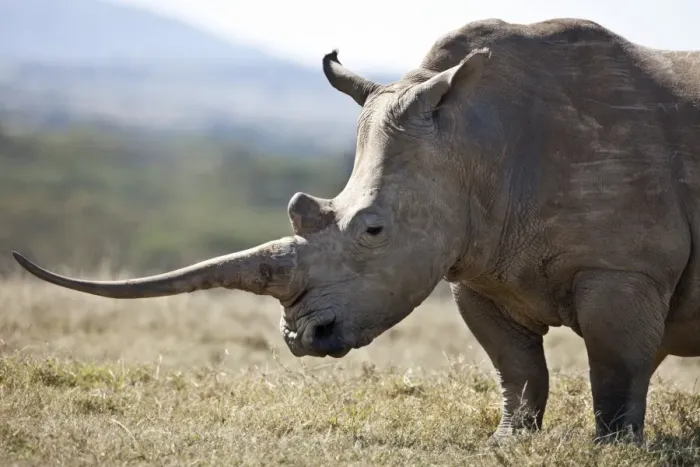 Framed Print : A female white rhino with a fine horn Framed Print : A female white rhino with a fine horn