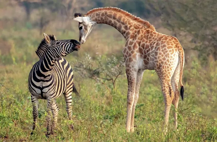 Framed Print : Female zebra interacting with giraffe calf, Zimanga Private Game Reserve, Natal, South Africa Framed Print : Female zebra interacting with giraffe calf, Zimanga Private Game Reserve, Natal, South Africa