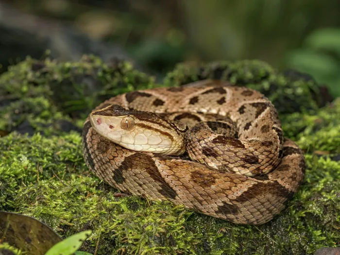 Framed Print : Fer-de-Lance (Bothrops asper), Boca Tapada, Alajuela Province, Costa Rica Framed Print : Fer-de-Lance (Bothrops asper), Boca Tapada, Alajuela Province, Costa Rica