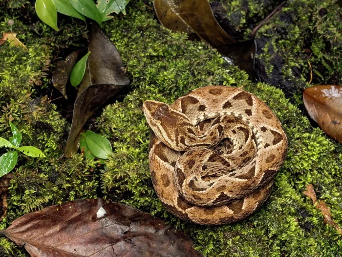 Framed Print : Fer-de-Lance (Bothrops asper), Boca Tapada, Alajuela Province, Costa Rica Framed Print : Fer-de-Lance (Bothrops asper), Boca Tapada, Alajuela Province, Costa Rica