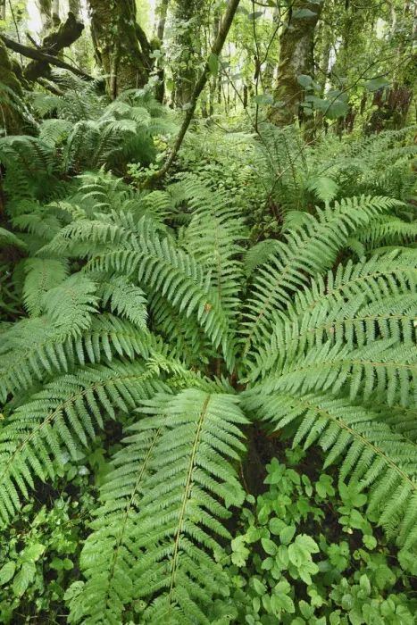 Framed Print : Fern in forest - United Kingdom, Northern Ireland, Fermanagh and Omagh, Fermanagh, Belcoo Framed Print : Fern in forest - United Kingdom, Northern Ireland, Fermanagh and Omagh, Fermanagh, Belcoo