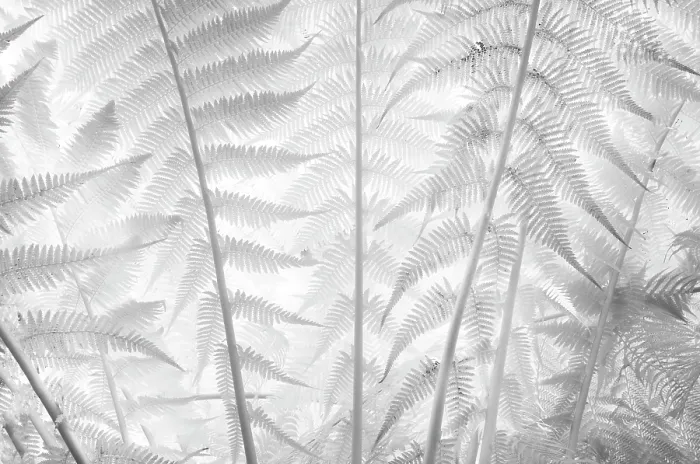 Framed Print : Fern fronds in infrared, Kew Gardens, London, England Framed Print : Fern fronds in infrared, Kew Gardens, London, England