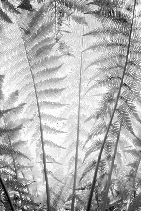 Framed Print : Fern fronds in infrared, Kew Gardens, London, England Framed Print : Fern fronds in infrared, Kew Gardens, London, England
