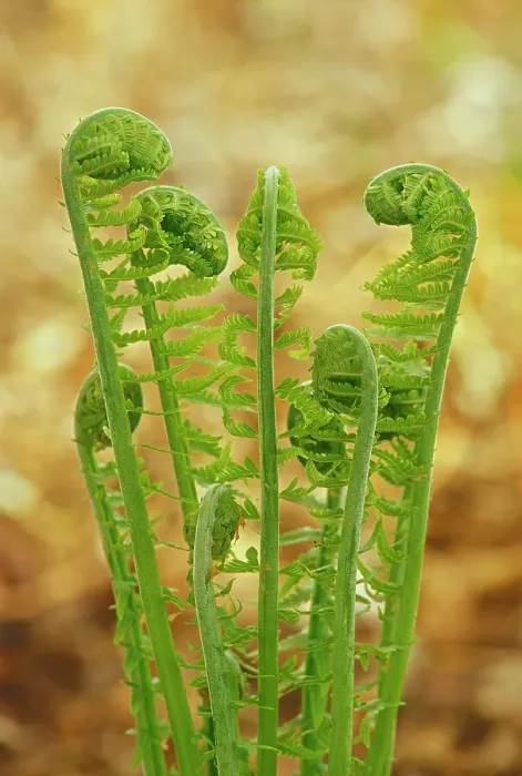 Framed Print : Fern fronds unfolding in spring Winnipeg, Manitoba, Canada