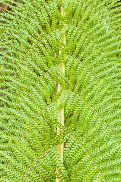 Fern Patterns, Tasmania