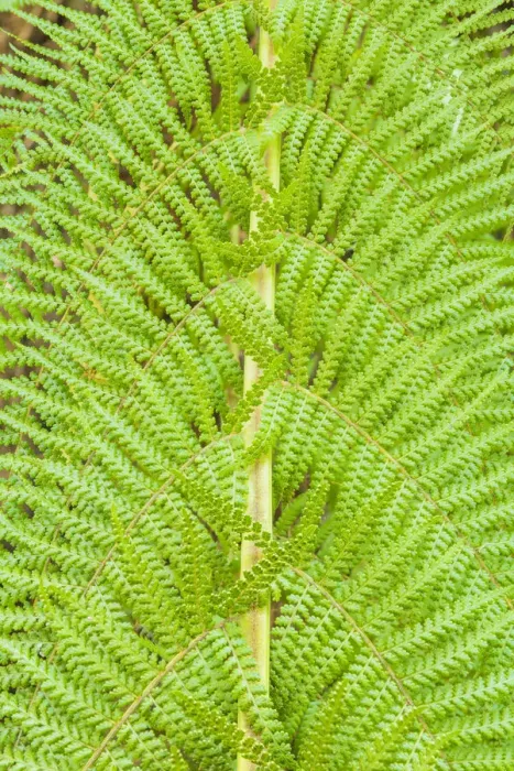 Framed Print : Fern Patterns, Tasmania Framed Print : Fern Patterns, Tasmania