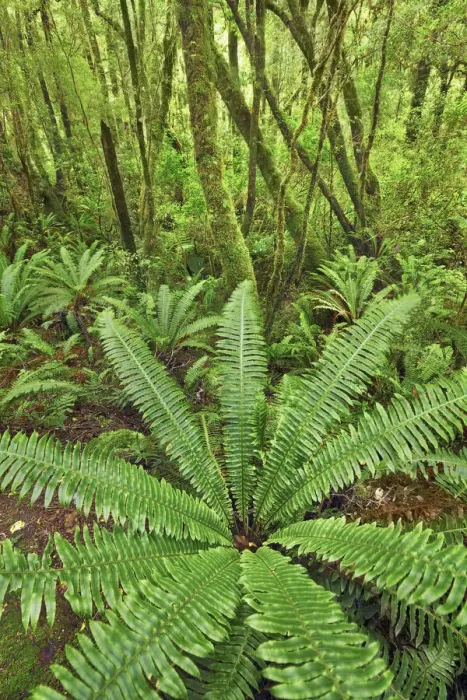 Framed Print : Fern in rainforest - New Zealand, South Island, Southland, Fiordland, Cleddau River Framed Print : Fern in rainforest - New Zealand, South Island, Southland, Fiordland, Cleddau River