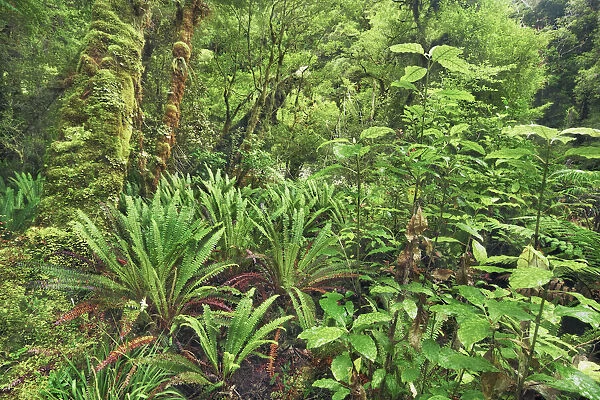Fern in rainforest - New Zealand, South Island, West Coast, Buller