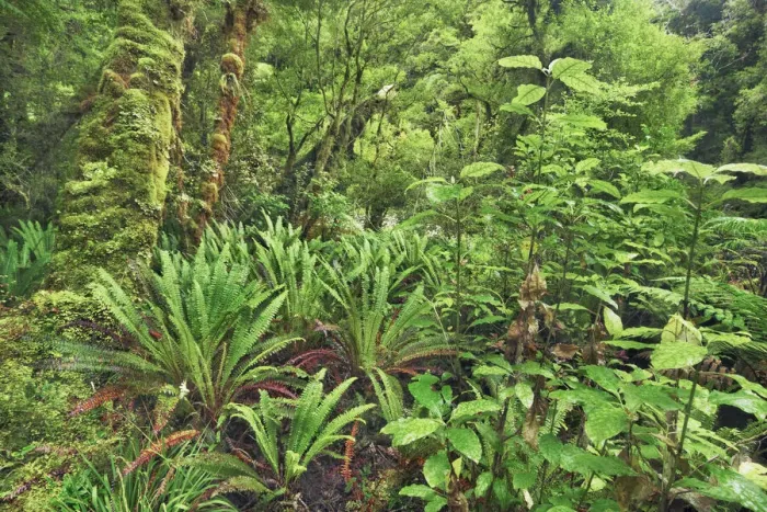 Framed Print : Fern in rainforest - New Zealand, South Island, West Coast, Buller Framed Print : Fern in rainforest - New Zealand, South Island, West Coast, Buller