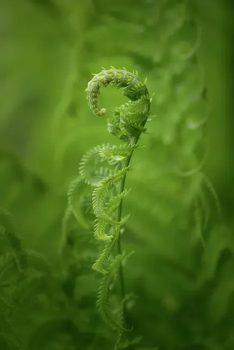 Framed Print : Fern, Shuswap, British Columbia, Canada Framed Print : Fern, Shuswap, British Columbia, Canada