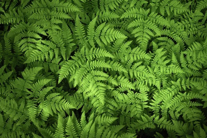 Framed Print : Fern, Shuswap, British Columbia, Canada Framed Print : Fern, Shuswap, British Columbia, Canada