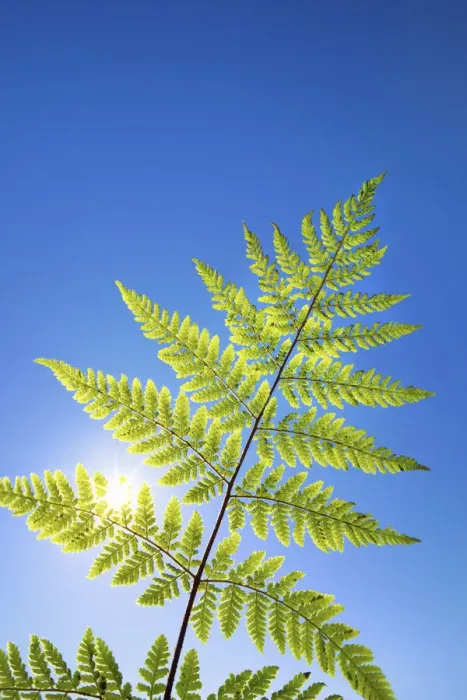 Framed Print : Fern and sun - Germany, Bavaria, Upper Bavaria, Munich, Straszlach, Groszdingharting
