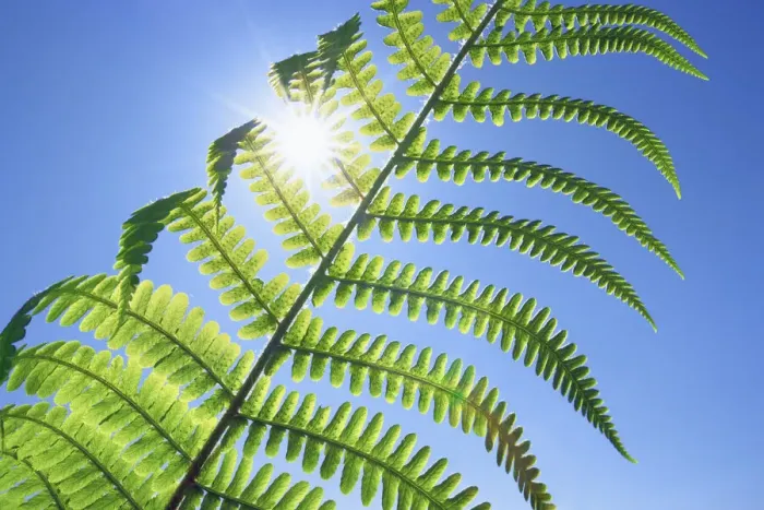 Framed Print : Fern and sun - United Kingdom, England, Cornwall, Saint Just, Porth Nanven Framed Print : Fern and sun - United Kingdom, England, Cornwall, Saint Just, Porth Nanven