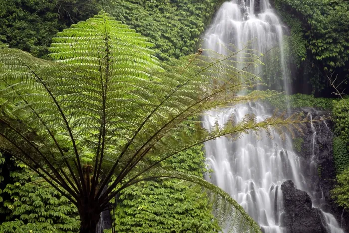 Framed Print : Fern tree & Banyumala Waterfall, Bali, Indonesia Framed Print : Fern tree & Banyumala Waterfall, Bali, Indonesia