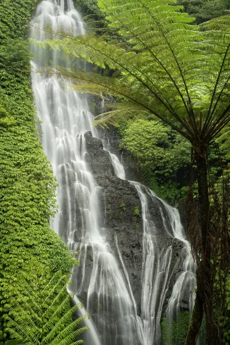 Framed Print : Fern tree & Banyumala Waterfall, Bali, Indonesia Framed Print : Fern tree & Banyumala Waterfall, Bali, Indonesia