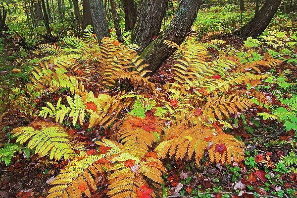 ferns in autumn on Granite Ridge Trail Killarney Provincial Park, Ontario, Canada