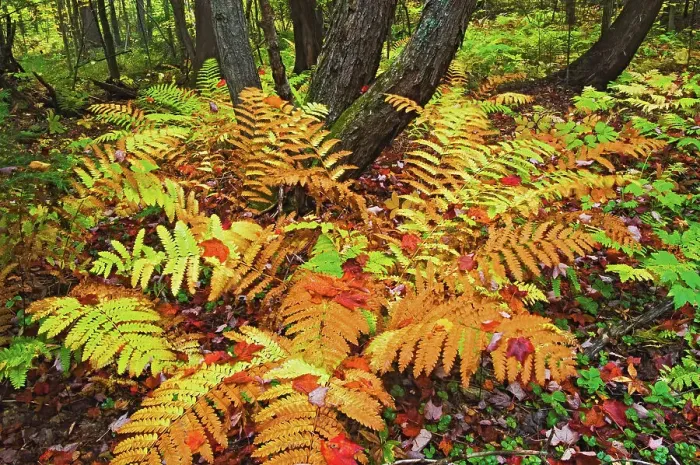 Framed Print : ferns in autumn on Granite Ridge Trail Killarney Provincial Park, Ontario, Canada Framed Print : ferns in autumn on Granite Ridge Trail Killarney Provincial Park, Ontario, Canada