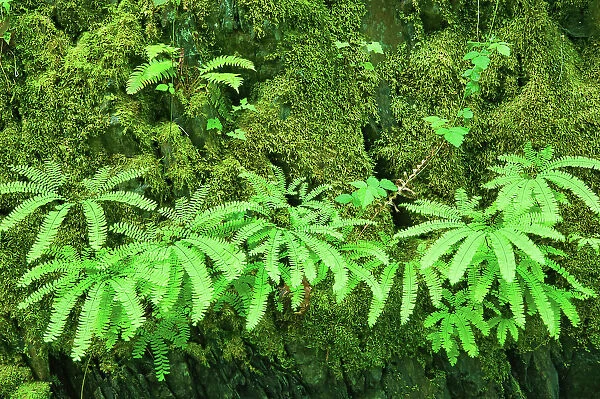 Ferns in Coastal rainforest. Goldstream Provincial Park, British Columbia, Canada