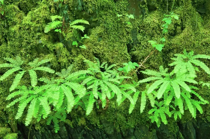 Framed Print : Ferns in Coastal rainforest. Goldstream Provincial Park, British Columbia, Canada Framed Print : Ferns in Coastal rainforest. Goldstream Provincial Park, British Columbia, Canada