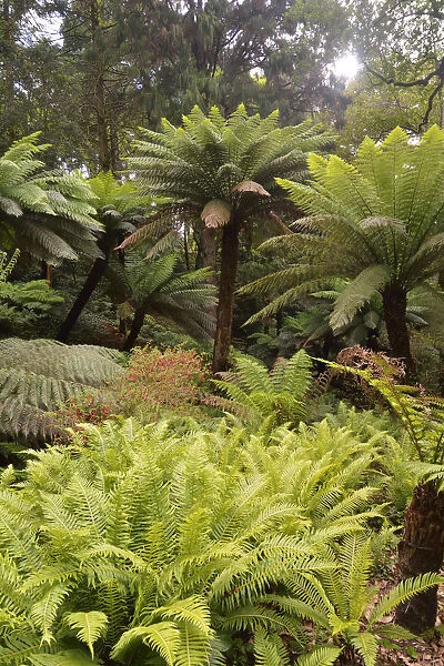 Ferns in the Condessa d Edla Gardens, dating back to the 19th century