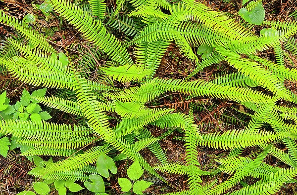 Ferns on forest floor Helliwell Provincial Park, British Columbia, Canada