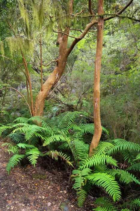 Framed Print : Ferns in forest, Vicente Perez Rosales National Park, Petrohue, Llanquihue Province, Los Lagos Region, Chile Framed Print : Ferns in forest, Vicente Perez Rosales National Park, Petrohue, Llanquihue Province, Los Lagos Region, Chile