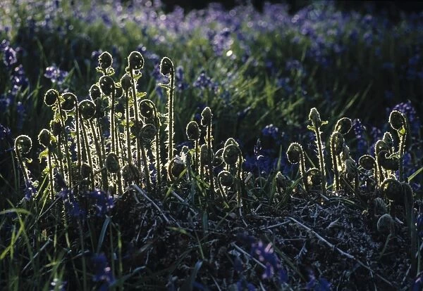 Ferns, Spring