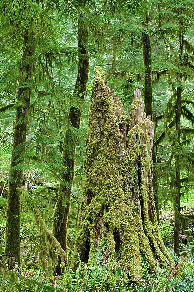 Ferns and trees in old growth coastal temperate rain forest (Cathedral Grove). MacMillan Provincial Park, British Columbia, Canada