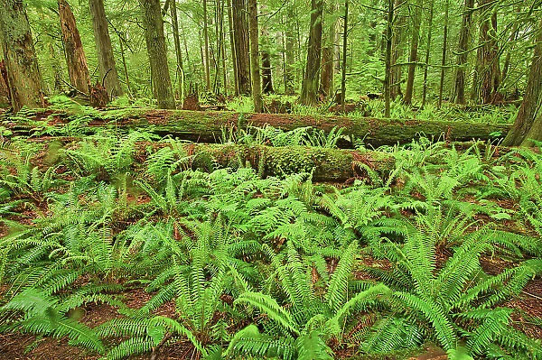 Ferns and trees in old growth coastal temperate rain forest (Cathedral Grove). MacMillan Provincial Park (Cathedral Grove), British Columbia, Canada