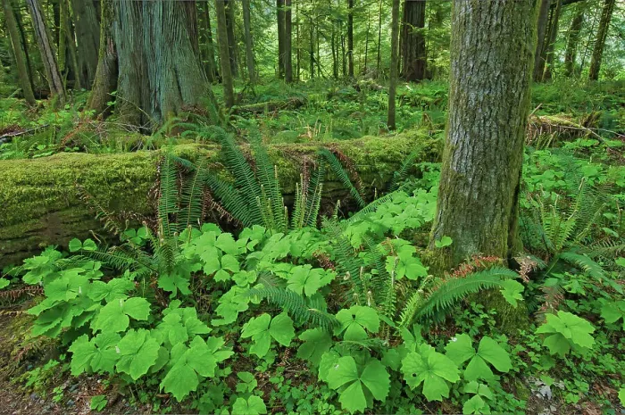 Framed Print : Ferns and trees in old growth coastal temperate rain forest (Cathedral Grove). MacMillan Provincial Park, British Columbia, Canada