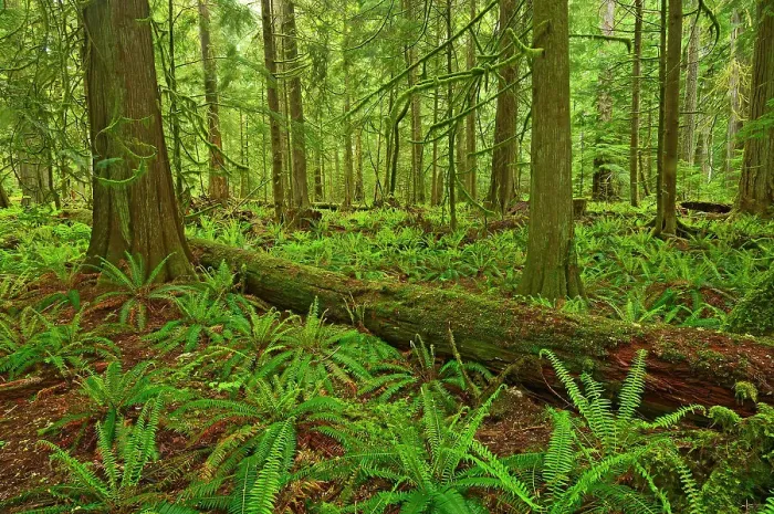 Framed Print : Ferns and trees in old growth coastal temperate rain forest (Cathedral Grove). MacMillan Provincial Park, British Columbia, Canada Framed Print : Ferns and trees in old growth coastal temperate rain forest (Cathedral Grove). MacMillan Provincial Park, British Columbia, Canada