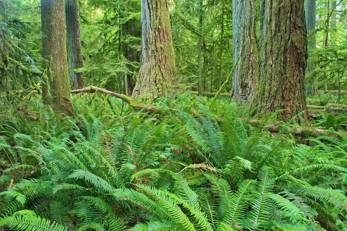 Framed Print : Ferns and trees in old growth coastal temperate rain forest (Cathedral Grove). MacMillan Provincial Park, British Columbia, Canada Framed Print : Ferns and trees in old growth coastal temperate rain forest (Cathedral Grove). MacMillan Provincial Park, British Columbia, Canada