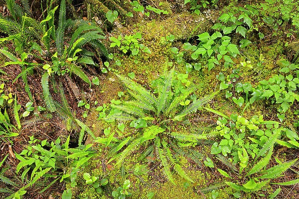 Ferns in undergrowth of forest Helliwell Provincial Park, British Columbia, Canada